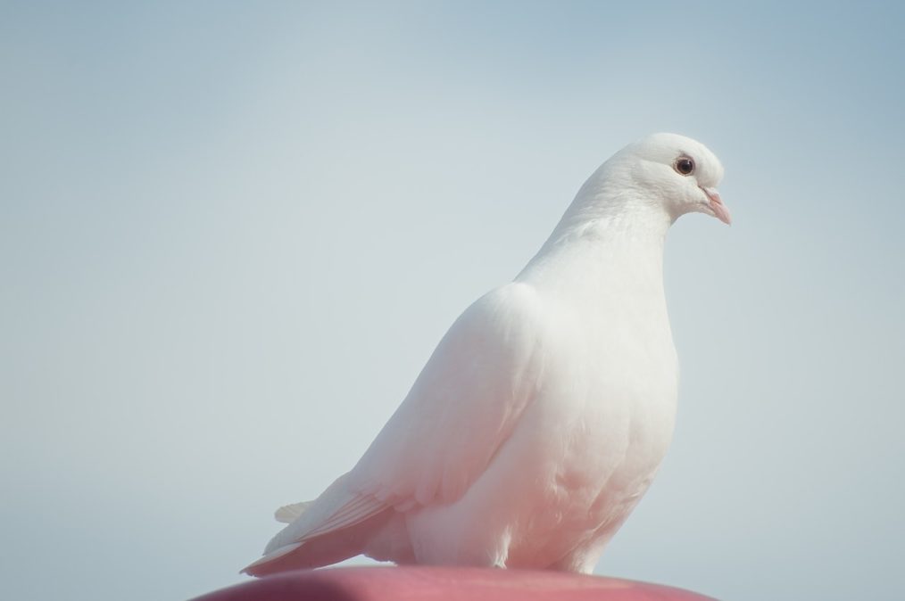 Dove: accentuating the fem in female.